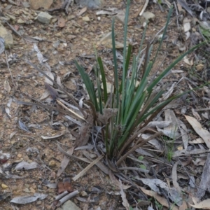 Lomandra longifolia at Wamboin, NSW - 19 May 2020