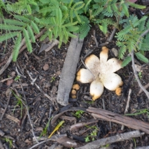 Scleroderma sp. at Wamboin, NSW - 19 May 2020