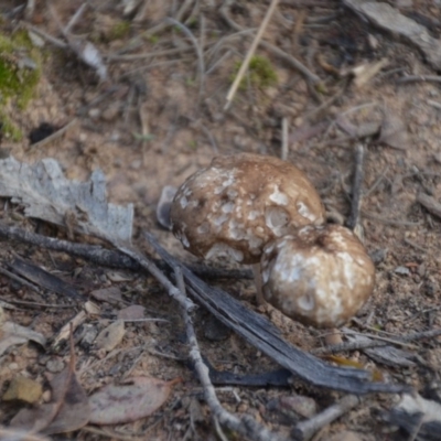Unidentified Cap on a stem; gills below cap [mushrooms or mushroom-like] at Wamboin, NSW - 19 May 2020 by natureguy