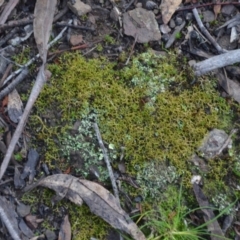 Cladia aggregata at Wamboin, NSW - 19 May 2020