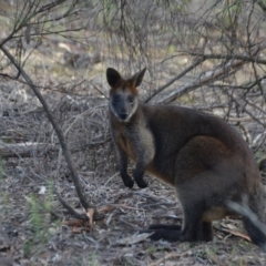 Wallabia bicolor (Swamp Wallaby) at Wamboin, NSW - 19 May 2020 by natureguy