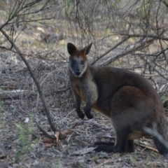 Wallabia bicolor (Swamp Wallaby) at QPRC LGA - 19 May 2020 by natureguy