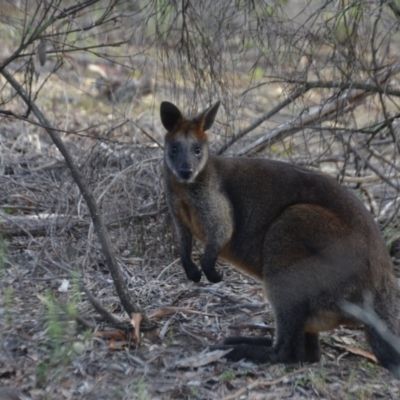 Wallabia bicolor (Swamp Wallaby) at QPRC LGA - 19 May 2020 by natureguy