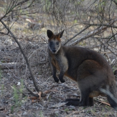 Wallabia bicolor (Swamp Wallaby) at Wamboin, NSW - 19 May 2020 by natureguy