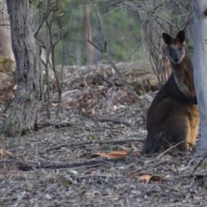 Wallabia bicolor at Wamboin, NSW - 19 May 2020