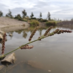 Echinochloa crus-galli (Barnyard Grass) at Weston, ACT - 2 Mar 2020 by MichaelBedingfield