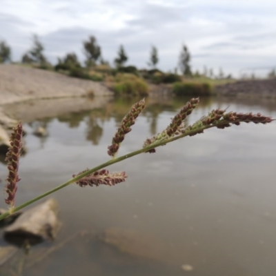 Echinochloa crus-galli (Barnyard Grass) at Weston, ACT - 2 Mar 2020 by MichaelBedingfield