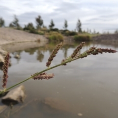 Echinochloa crus-galli (Barnyard Grass) at Coombs Ponds - 2 Mar 2020 by michaelb