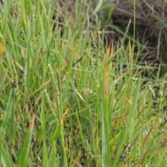 Paspalum distichum (Water Couch) at Weston, ACT - 2 Mar 2020 by MichaelBedingfield