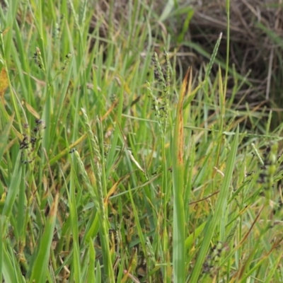 Paspalum distichum (Water Couch) at Coombs Ponds - 2 Mar 2020 by michaelb