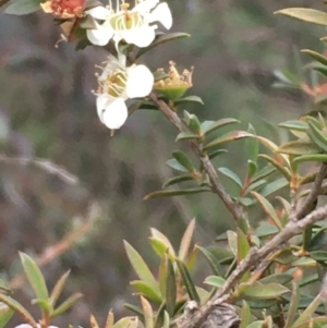 Leptospermum continentale at Majura, ACT - 7 Jul 2020 04:37 PM