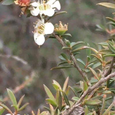 Leptospermum continentale (Prickly Teatree) at Mount Ainslie - 7 Jul 2020 by JaneR