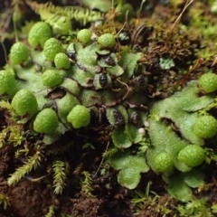 Asterella drummondii (A thallose liverwort) at Kowen, ACT - 7 Jul 2020 by RWPurdie