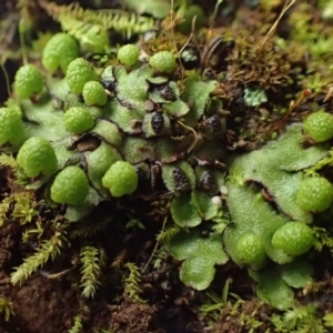 Asterella drummondii at Kowen, ACT - 8 Jul 2020