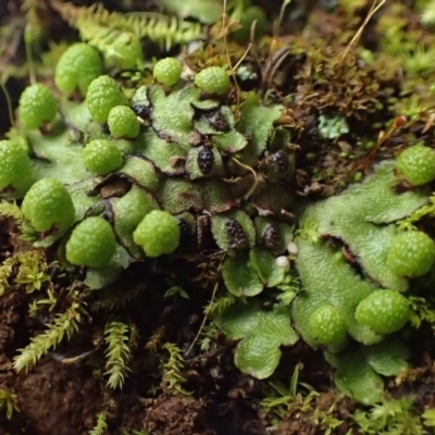 Asterella drummondii (A thallose liverwort) at Kowen, ACT - 8 Jul 2020 by RWPurdie