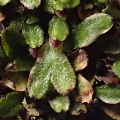 Targionia lorbeeriana (A liverwort) at Kowen, ACT - 8 Jul 2020 by RWPurdie