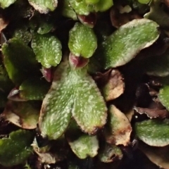 Targionia lorbeeriana (A liverwort) at Molonglo Gorge - 7 Jul 2020 by RWPurdie