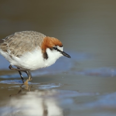 Anarhynchus ruficapillus (Red-capped Plover) at Tathra, NSW - 8 Jul 2020 by Leo