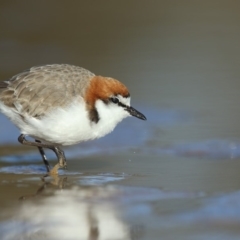 Charadrius ruficapillus (Red-capped Plover) at Tathra, NSW - 7 Jul 2020 by Leo