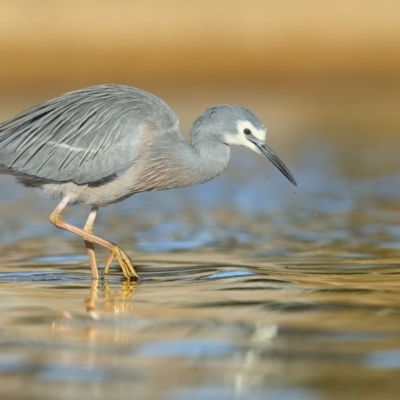 Egretta novaehollandiae (White-faced Heron) at Tathra, NSW - 7 Jul 2020 by Leo