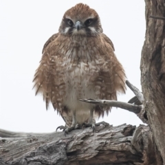 Falco berigora (Brown Falcon) at Fyshwick, ACT - 9 Jul 2020 by Roger