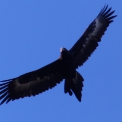 Aquila audax (Wedge-tailed Eagle) at Black Range, NSW - 9 Jul 2020 by MatthewHiggins