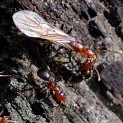 Papyrius nitidus (Shining Coconut Ant) at Molonglo River Reserve - 9 Jul 2020 by Kurt