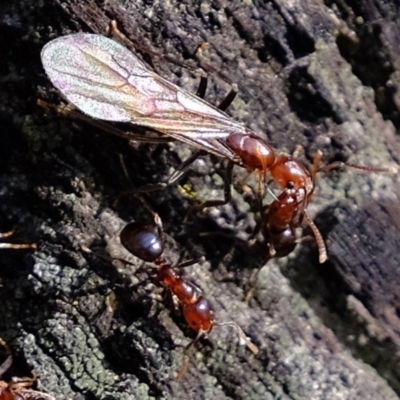 Papyrius nitidus (Shining Coconut Ant) at Dunlop, ACT - 9 Jul 2020 by Kurt