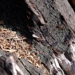 Papyrius nitidus at Molonglo River Reserve - suppressed