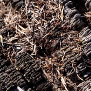 Papyrius nitidus at Molonglo River Reserve - suppressed