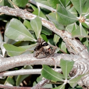 Vanessa itea at Acton, ACT - 9 Jul 2020 12:21 PM