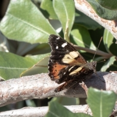 Vanessa itea at Acton, ACT - 9 Jul 2020 12:21 PM