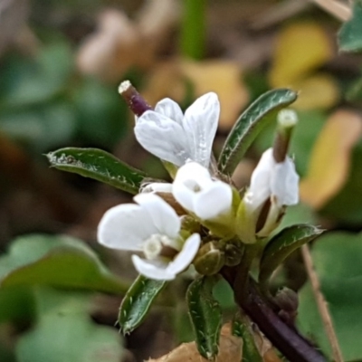Cardamine hirsuta (Common Bittercress, Hairy Woodcress) at Latham, ACT - 9 Jul 2020 by trevorpreston