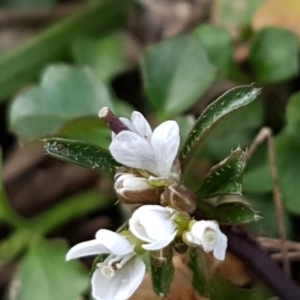 Cardamine hirsuta at Latham, ACT - 9 Jul 2020