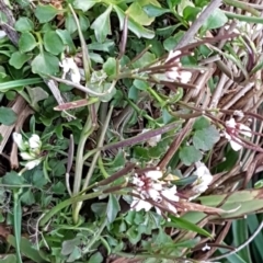 Cardamine hirsuta at Latham, ACT - 9 Jul 2020