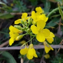 Sisymbrium officinale (Common Hedge Mustard) at Latham, ACT - 9 Jul 2020 by trevorpreston