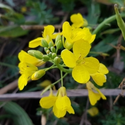 Sisymbrium officinale (Common Hedge Mustard) at Latham, ACT - 9 Jul 2020 by trevorpreston