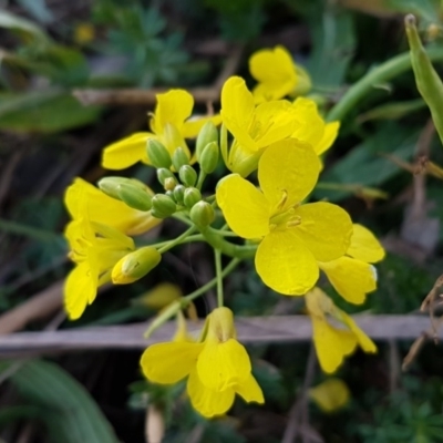 Sisymbrium officinale (Common Hedge Mustard) at Umbagong District Park - 9 Jul 2020 by tpreston