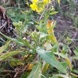 Sisymbrium officinale at Latham, ACT - 9 Jul 2020 04:28 PM