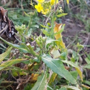 Sisymbrium officinale at Latham, ACT - 9 Jul 2020