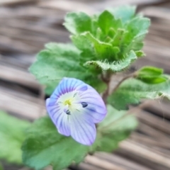 Veronica persica (Creeping Speedwell) at Latham, ACT - 9 Jul 2020 by tpreston