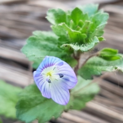 Veronica persica (Creeping Speedwell) at Latham, ACT - 9 Jul 2020 by tpreston