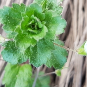 Veronica persica at Latham, ACT - 9 Jul 2020 04:30 PM