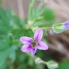 Erodium botrys (Long Storksbill) at Latham, ACT - 9 Jul 2020 by trevorpreston