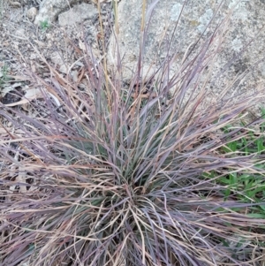 Themeda triandra at Latham, ACT - 9 Jul 2020