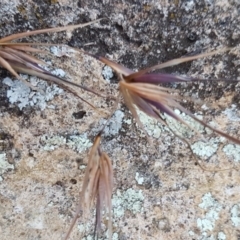 Themeda triandra at Latham, ACT - 9 Jul 2020