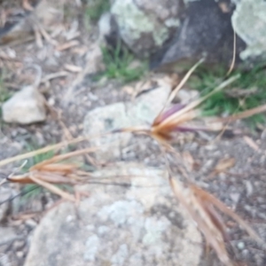 Themeda triandra at Latham, ACT - 9 Jul 2020