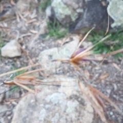 Themeda triandra at Latham, ACT - 9 Jul 2020