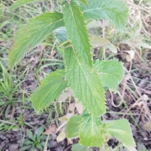 Verbena incompta at Latham, ACT - 9 Jul 2020