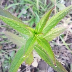 Verbena incompta at Latham, ACT - 9 Jul 2020